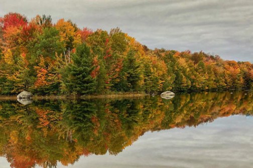 fall leaves near water